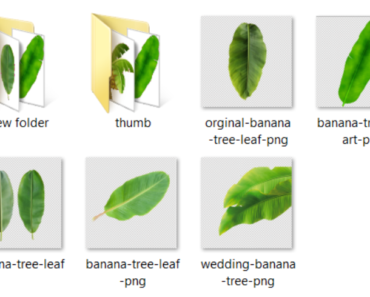 Banana Leaf PNG