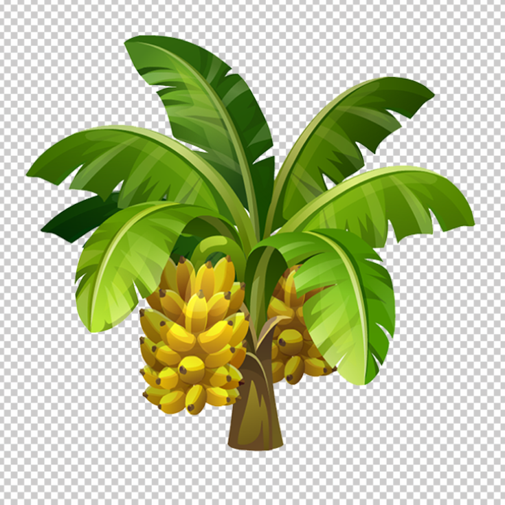 Banana-Tree-Cartoon-PNG-with-fruits