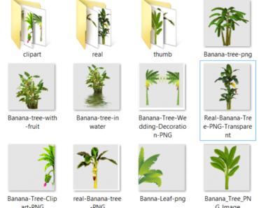 Banana Tree PNG