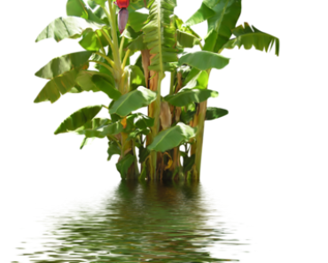 Real Banana Tree PNG HD