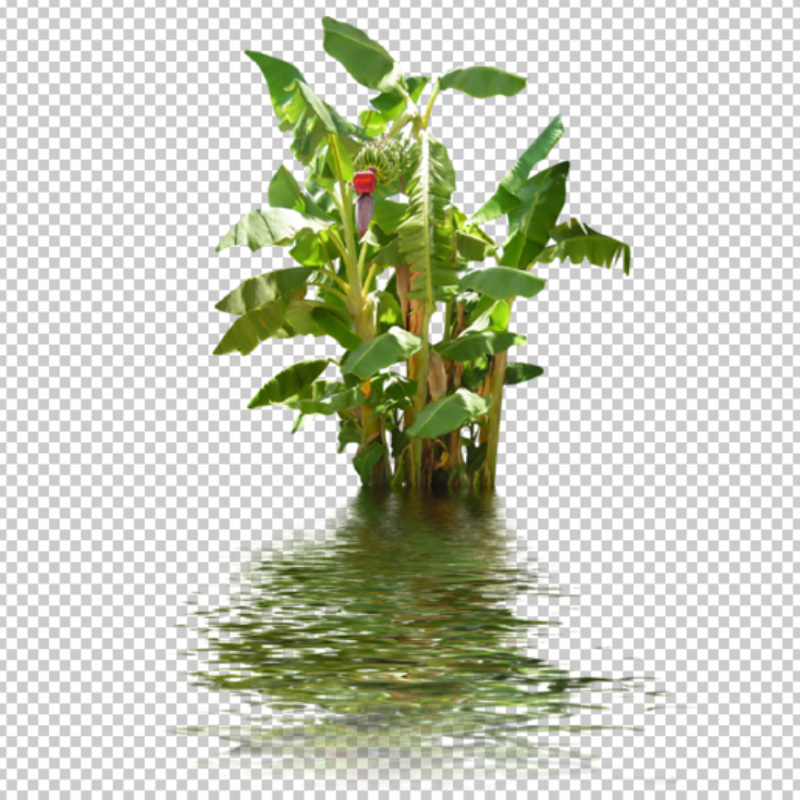 Banana-tree-in-water