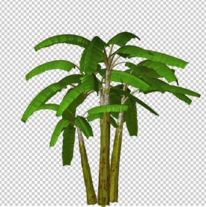 Banana-tree-png