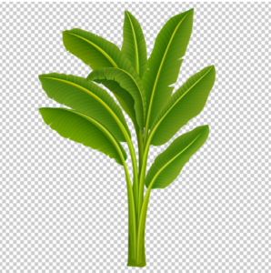 Banana_Tree_PNG_Image