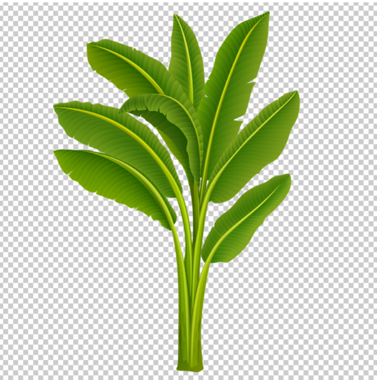 Banana_Tree_PNG_Image