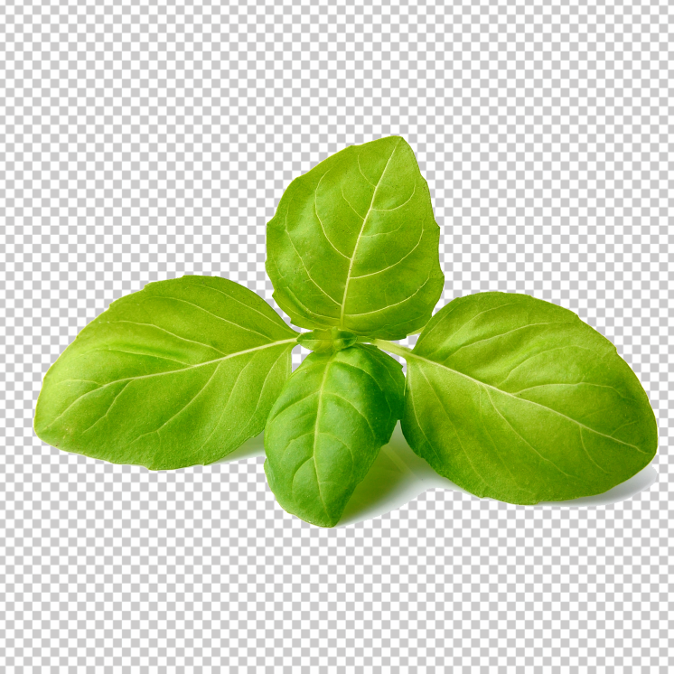 Basil-Green-Herbs-Plant-PNG