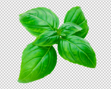 Basil Leaf PNG