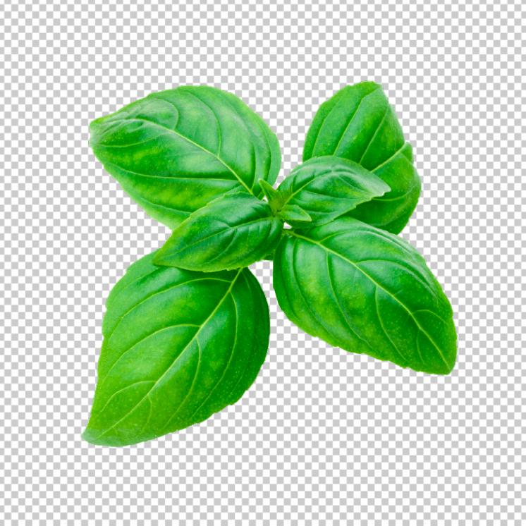 Basil-Leaf-PNG