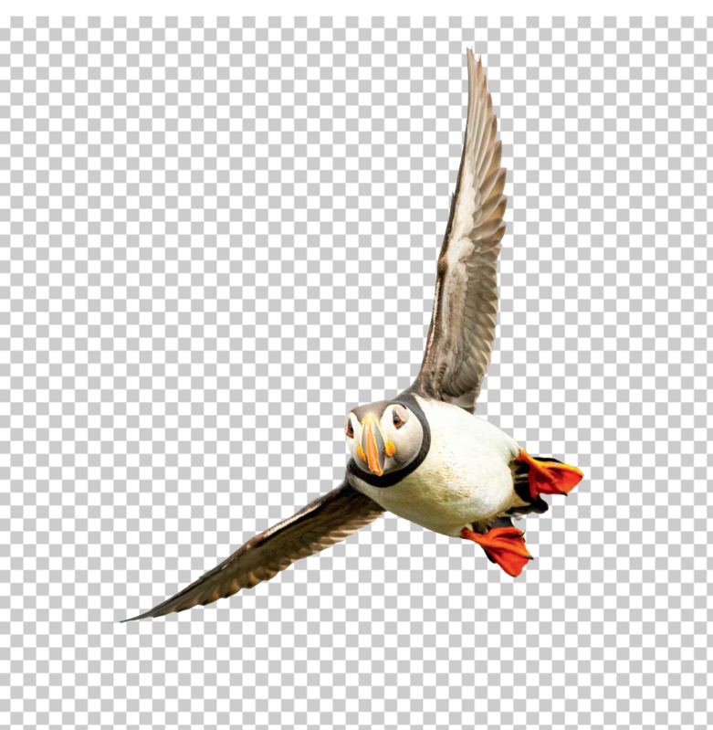 Birds-Flying-Front-PNG-puffin-flying