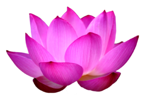 Blue-lotus-png