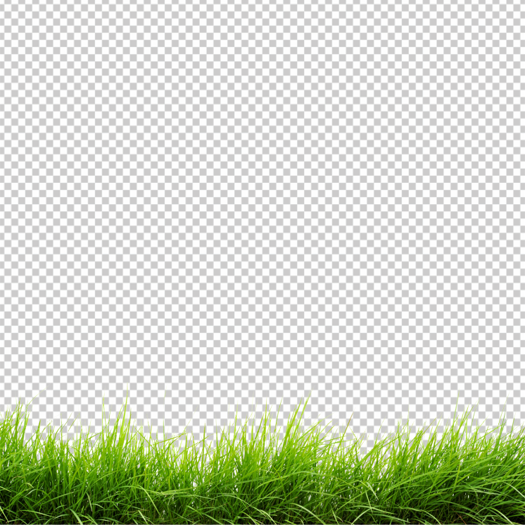 Bottom-grass-clear-background