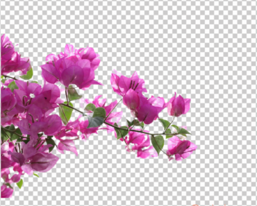 Bougainvillea Flower PNG