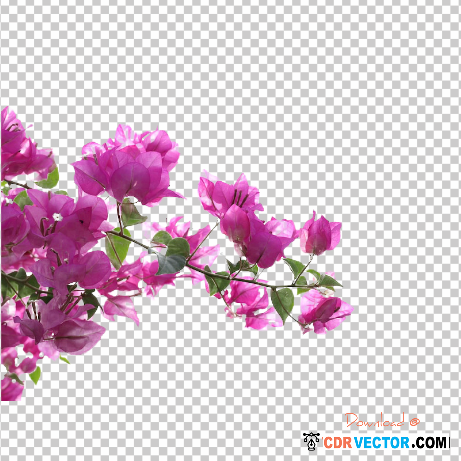 Bougainvillea-Flower-PNG-Transparent-Background