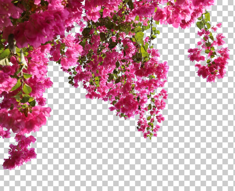 Bougainvillea-Tree-Flower-Plant-Top