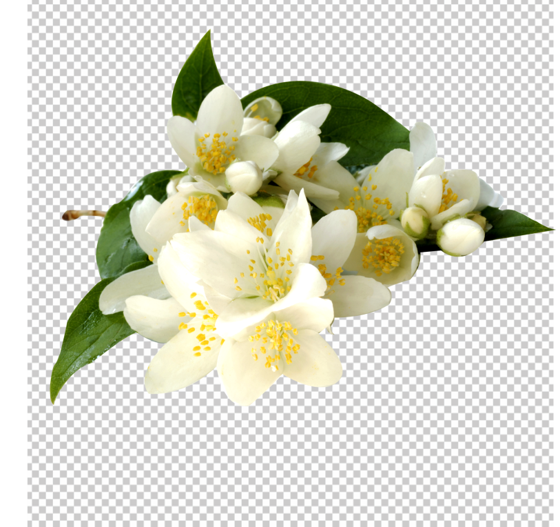 Jasmine_flower_Transparent