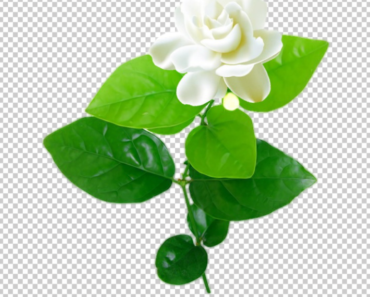 Jasmine Flower PNG images free download