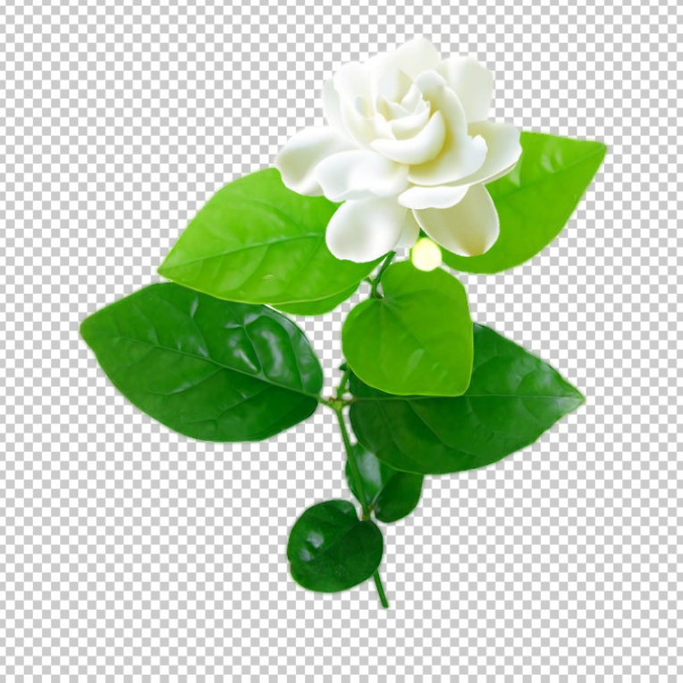 Jasmine_flower_with_leaves