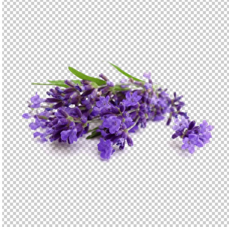 Lavender-PNG-Images-Download