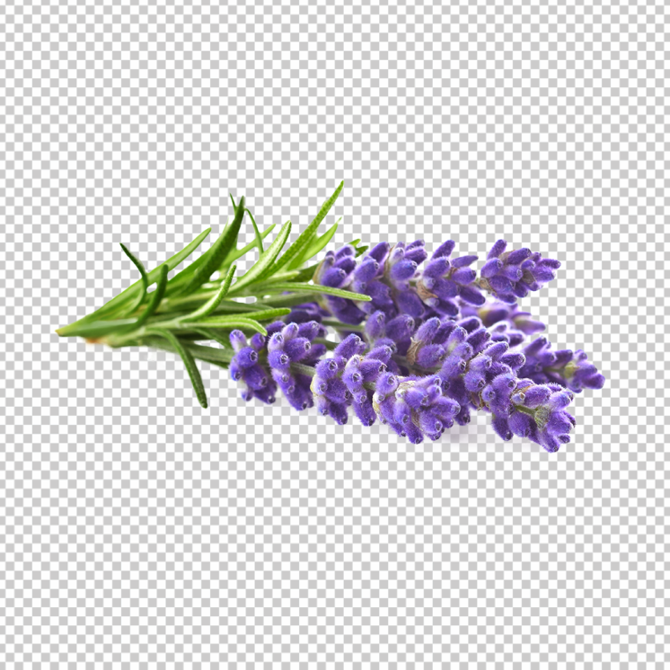 Lavender-PNG-Transparent