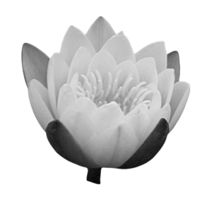 Lotus_bud_png