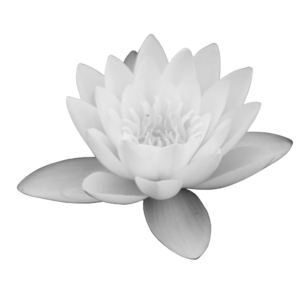 Lotus_png_big-size