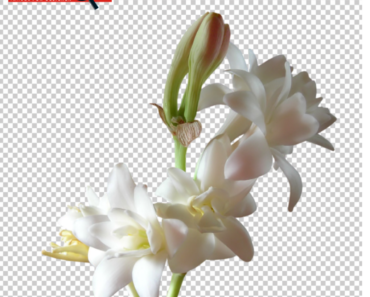 Rajanigandha Flower PNG Free downloads.