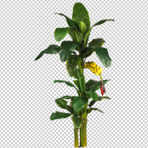 Real-Banana-Tree-PNG-Transparent