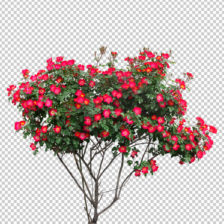 Real-flower-plant-png