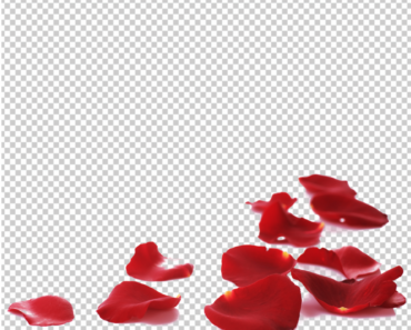 ROSE PETALS BACKGROUND PNG, Rose petals on floor