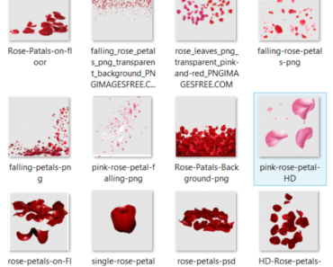 Rose Petals Png images HD quality free download