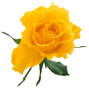 Transparent_Yellow_Rose