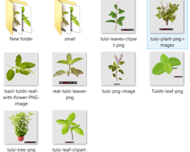 Tulsi Plant PNG Transparent images FREE download