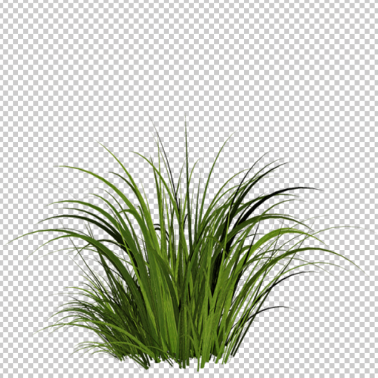 bush-grass-png-long