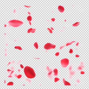 falling-rose-petals-png