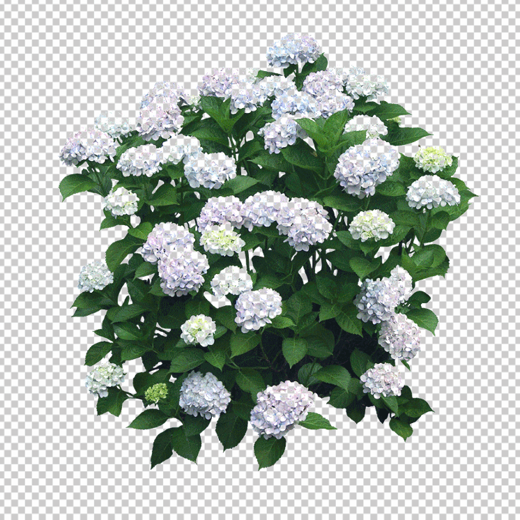 Garden-flower-shrub-PNG