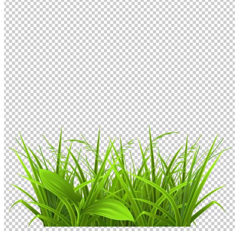 grass-clipart-transparent