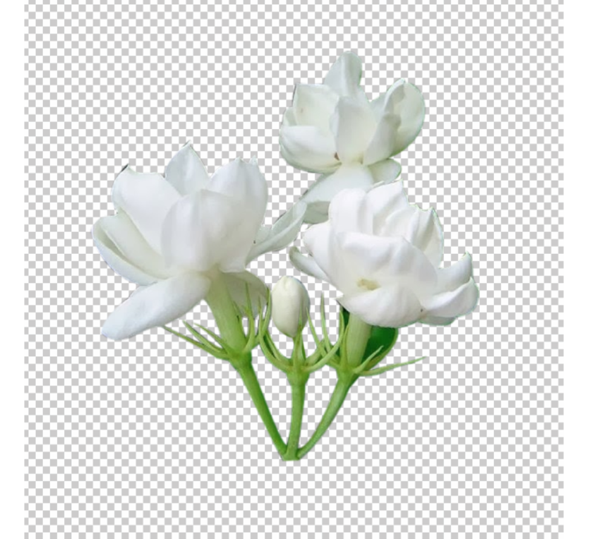 jasmine-flower-png