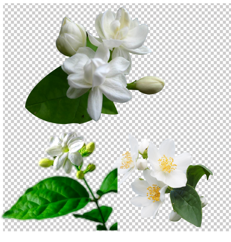 jasmine-png-photo