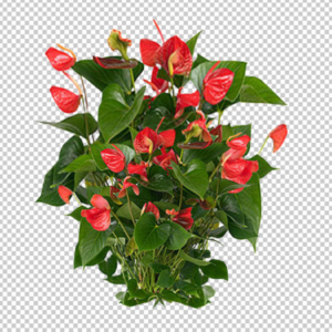 Leaf-plant-top-view-png