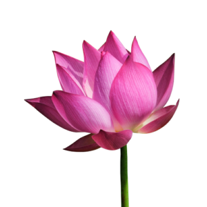 lotus-bud-png