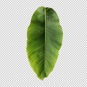 Real-banana-tree-leaf-png