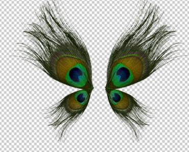 Peacock Feather PNG HD