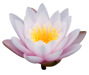 png_Lotus_image