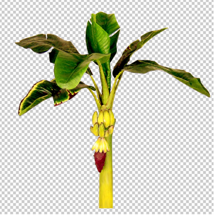 real-Banana-tree-PNG