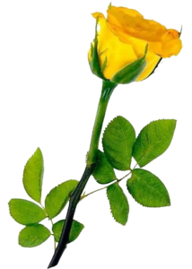 rose-yellolw