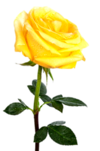 single-yellow-rose-Transparent-background