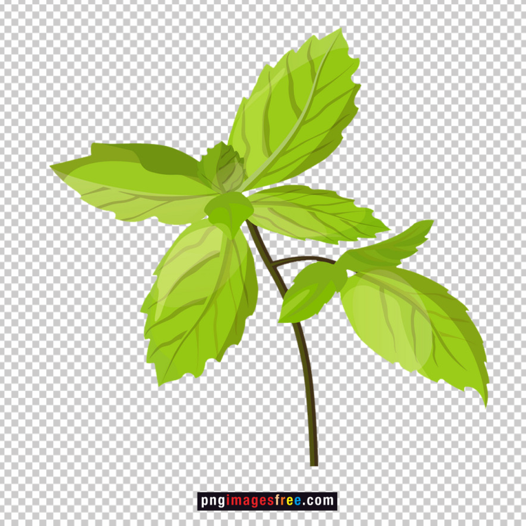 tulsi-leaf-clipart-png