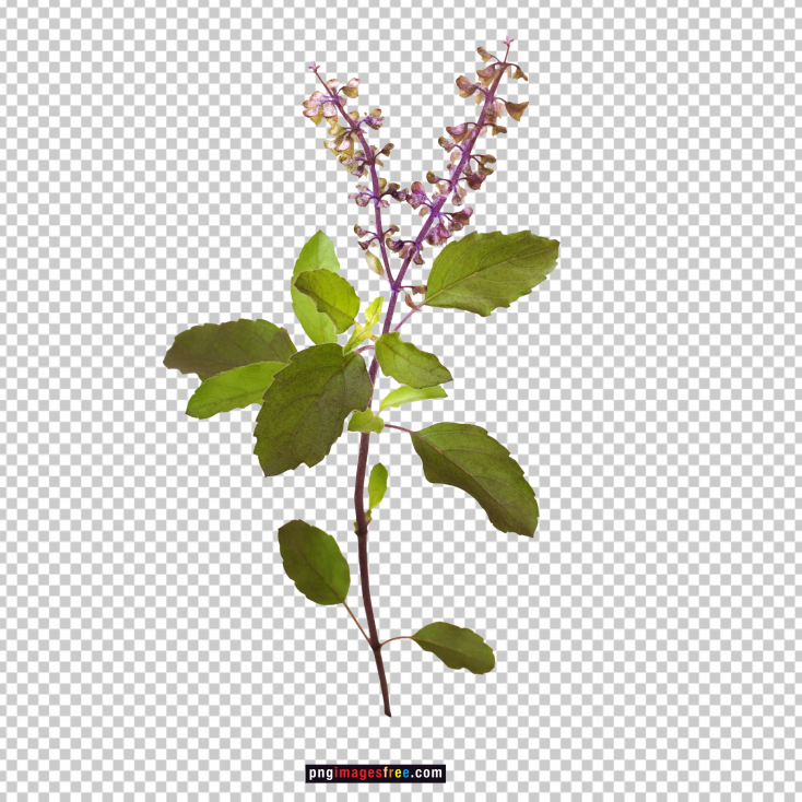 tulsi-png-image