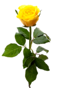 yellow-rose-with-leaf